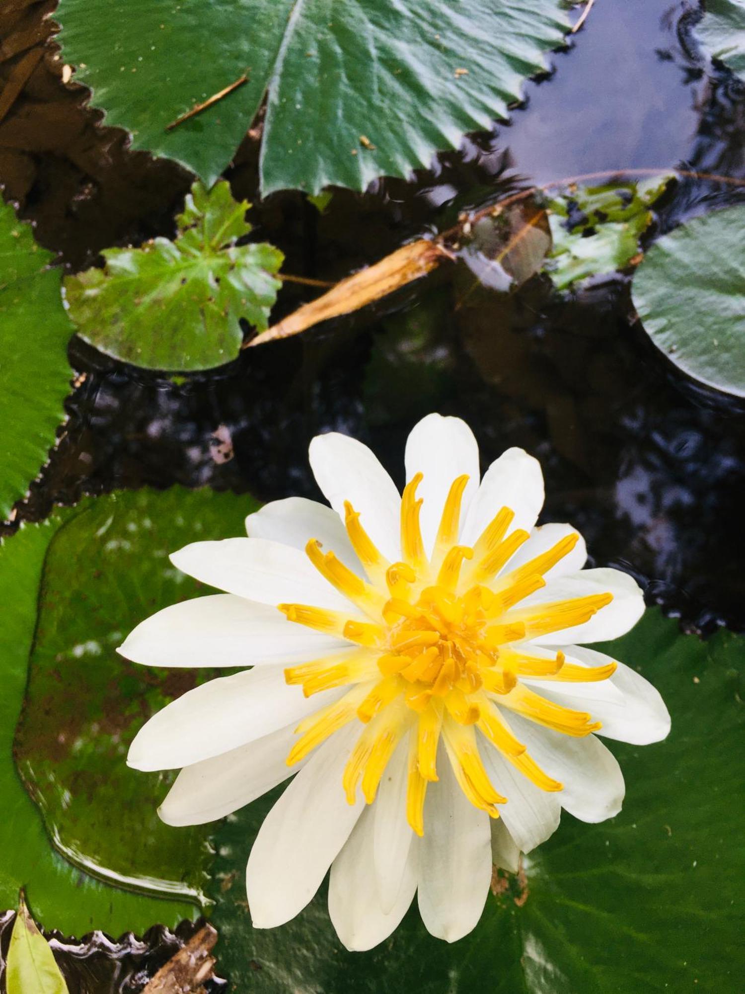 Paradise Eco Garden Кітулґала Екстер'єр фото