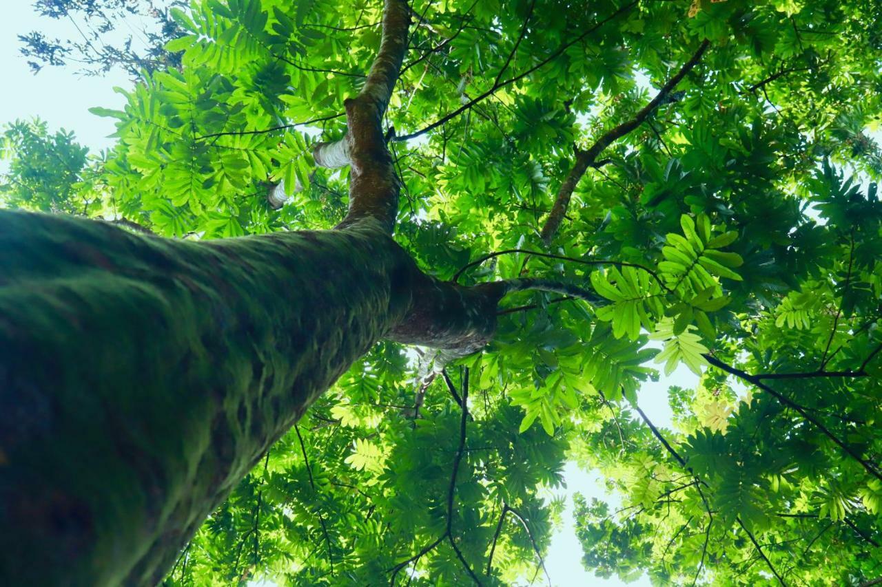 Paradise Eco Garden Кітулґала Екстер'єр фото